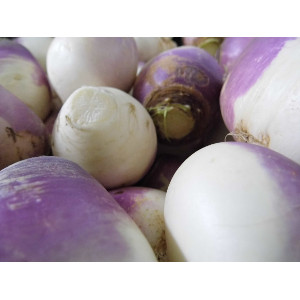 Turnip